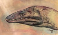 anarosaurus-216-2-sauropterygia-pachypleurosauridae_1599985192.jpg