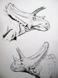 anchiceratops-pentaceratops_1579712902.jpg