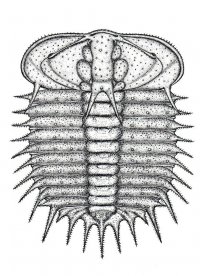 ceratocephala-lochkoviana-var-1_1585408244.jpg