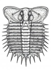 ceratocephala-lochkoviana-var-2_1585408299.jpg