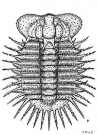 ceratocephala-rara-silur-barrandien_1605423578.jpg