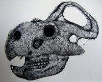 lebka-protoceratopse-i_1579714671.jpg