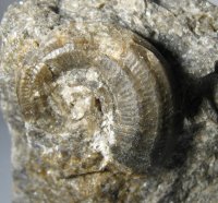 gastropoda-6-01-kourici-lom-silur_1603260728.jpg