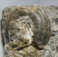 gastropoda-6-02-kourici-lom-silur_1603260738.jpg