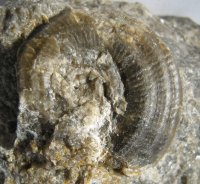 gastropoda-6-04-kourici-lom-silur_1603260650.jpg