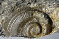 gastropoda-7-02-kourici-lom-silur_1603260684.jpg