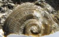 gastropoda-7-03-kourici-lom-silur_1603260707.jpg
