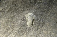 hypostom-trilobita-lodenice-silur_1595267490.jpg