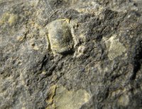 hypostom-trilobita-lodenice-silur_1595267511.jpg