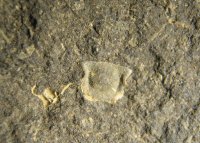 hypostom-trilobita-lodenice-silur_1595267644.jpg