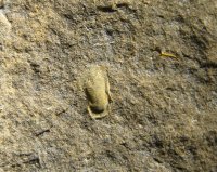 hypostom-trilobita-lodenice-silur_1595267841.jpg