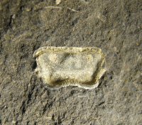 hypostom-trilobita-lodenice-silur_1595267925.jpg
