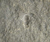 hypostom-trilobita-lodenice-silur_1595267978.jpg