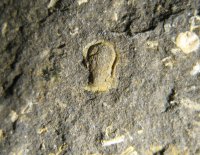 hypostom-trilobita-lodenice-silur_1595268032.jpg