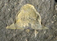 hypostom-trilobita-lodenice-silur_1595268068.jpg